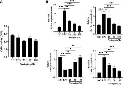 Naringin attenuates inflammatory injury to the bovine endometrium by regulating the endoplasmic reticulum stress–PI3K/AKT–autophagy axis